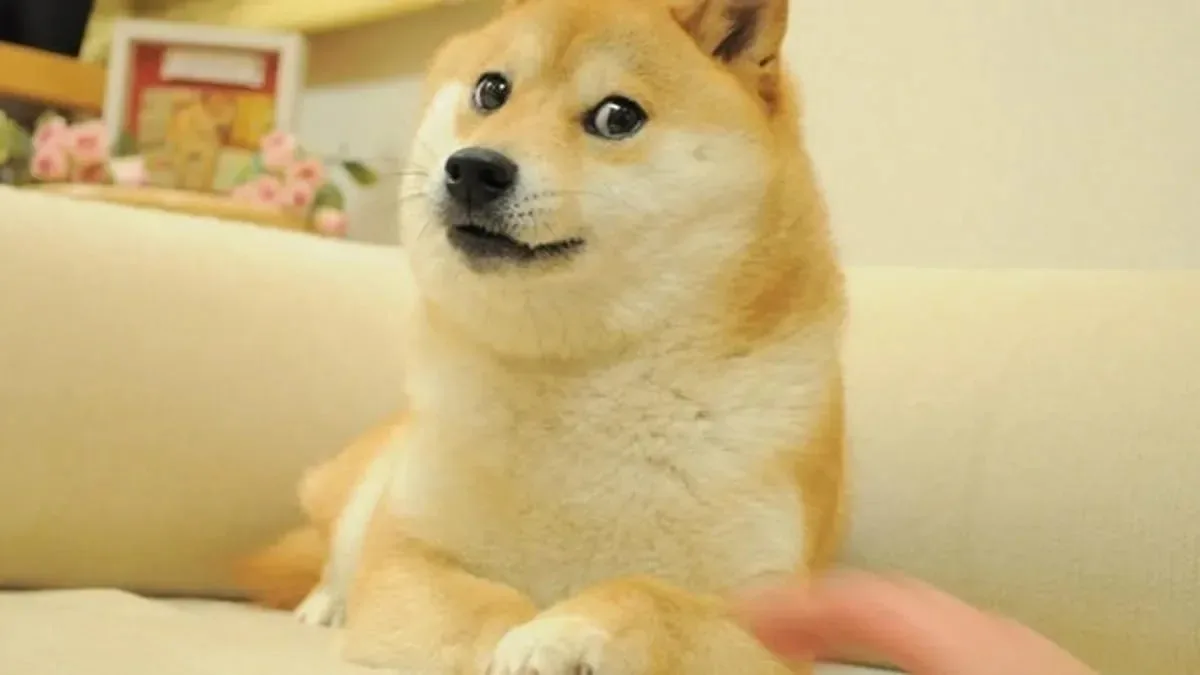 як виглядає оригінальний мем із собакою Dogecoin - Cryptomannn.